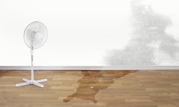 Best Carpet water damage restoration  in Fate, TX